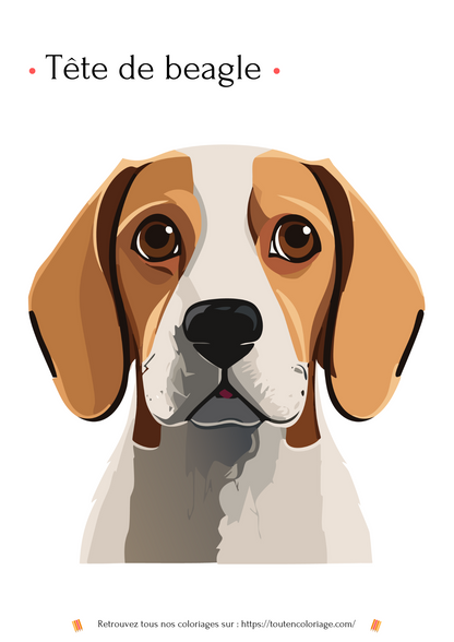 Dessin a colorier d'une magnifique tête de chien représentant un Beagle blanc et marron 