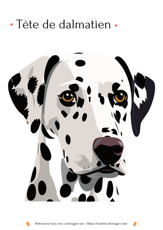 Dessin à colorier d'une jolie tête de Dalmatien de face avec ses taches noires et ses yeux jaunes