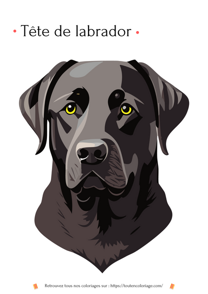 Dessin à colorier d'une magnifique tête de Labrador de couleur noire pour les enfants et adultes