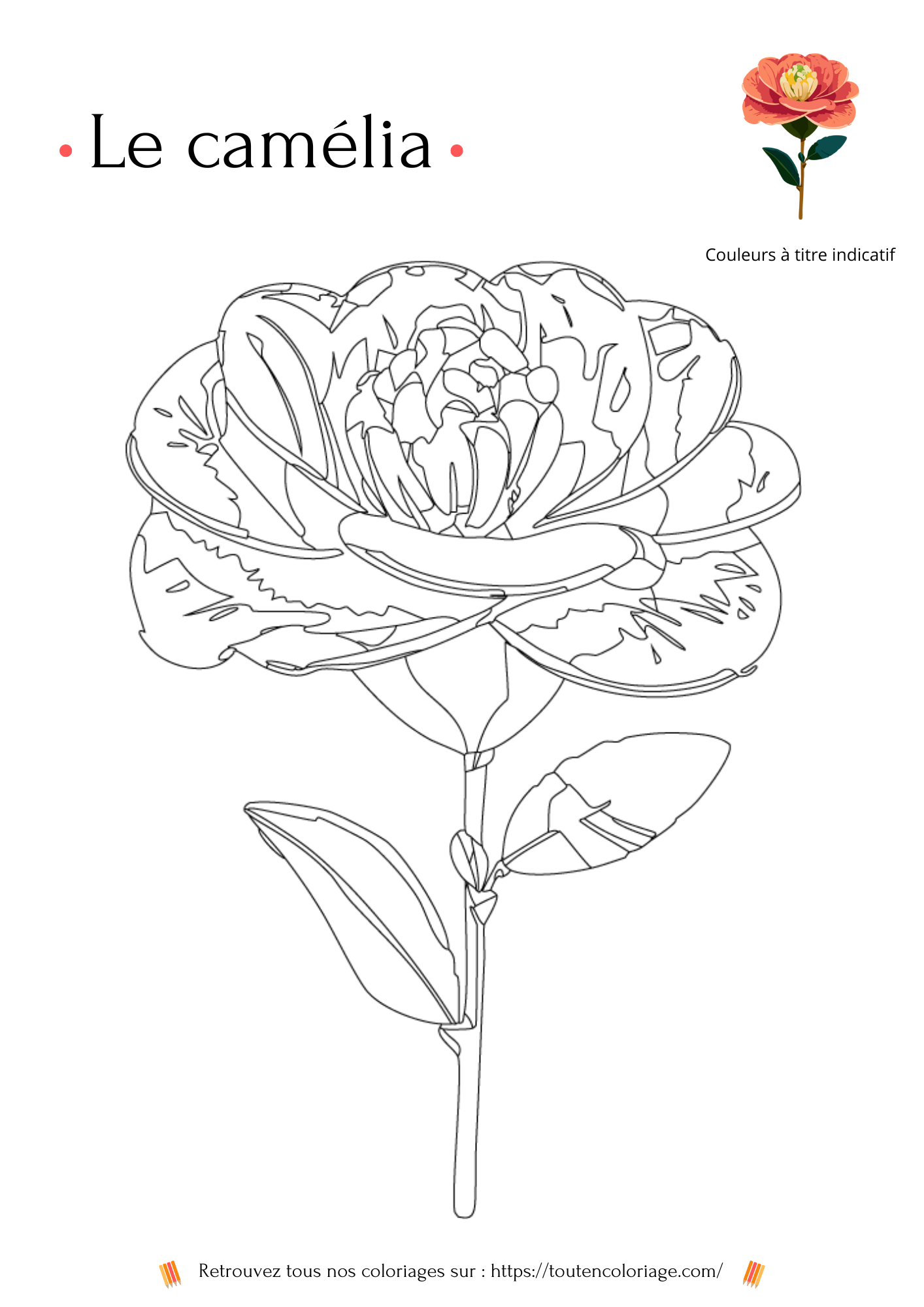 Livre de coloriage sur les fleurs, Lys, Jonquille, Tournesol et autres Roses à colorier pour enfants et adultes de tout âges, PDF téléchargeable sur toutencoloriage.com