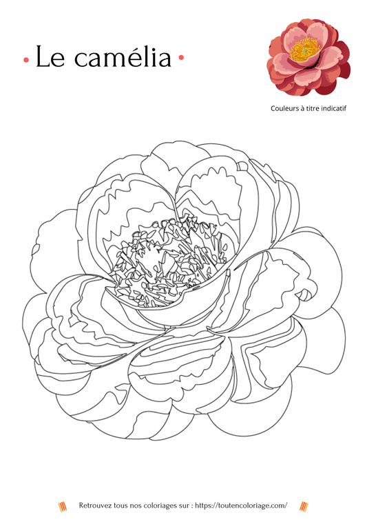 Coloriage de Camélia - PDF Imprimable - ToutenColoriage - coloriage