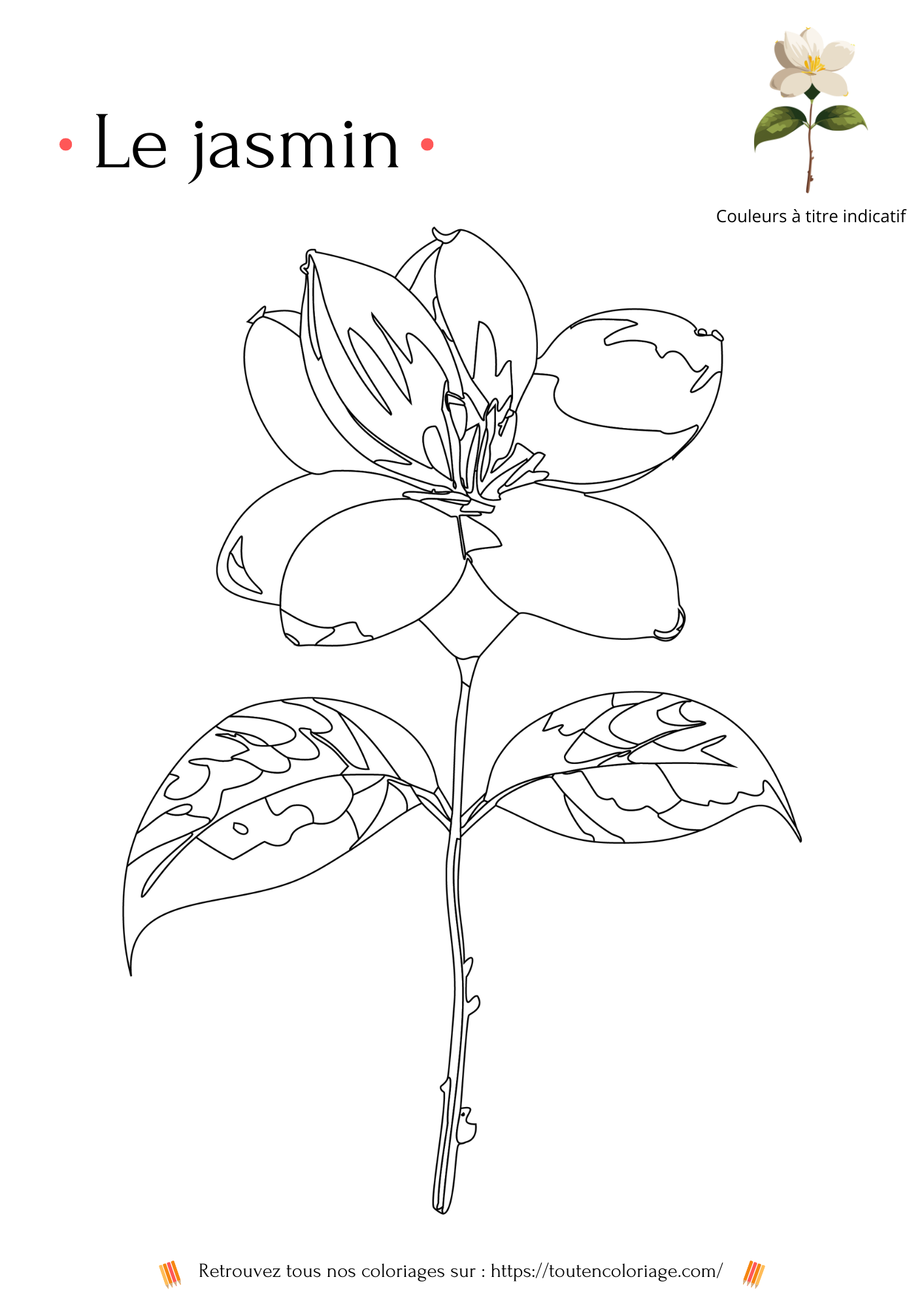 Livre de coloriage sur les fleurs, Lys, Jonquille, Tournesol, Jasmin et autres Roses à colorier pour enfants et adultes de tout âges, PDF téléchargeable sur toutencoloriage.com