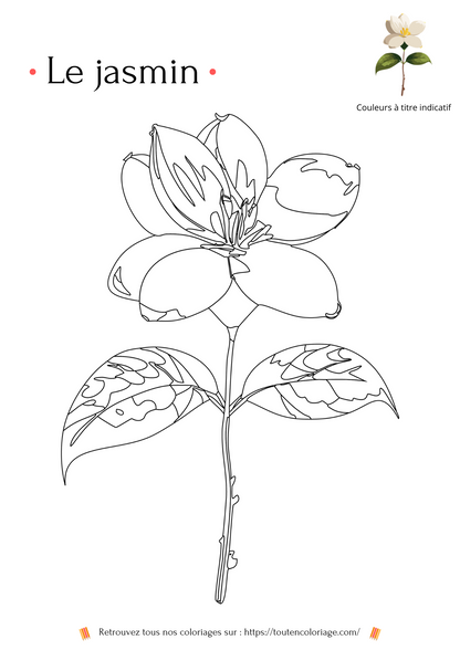 Livre de coloriage sur les fleurs, Lys, Jonquille, Tournesol, Jasmin et autres Roses à colorier pour enfants et adultes de tout âges, PDF téléchargeable sur toutencoloriage.com