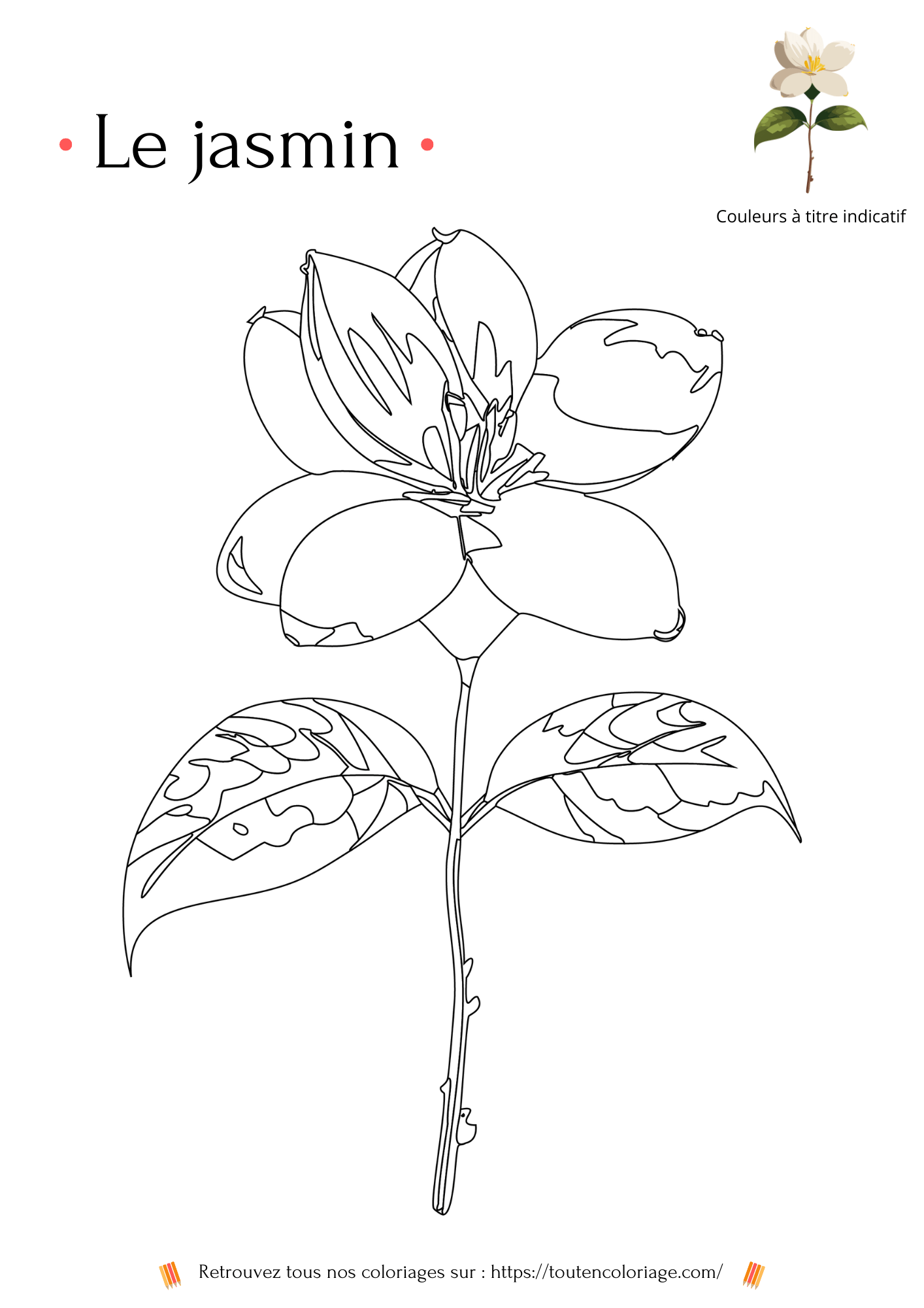 Coloriage de fleurs, le jasmin à colorier pour enfants et adultes de tout âges, sur toutencoloriage.com