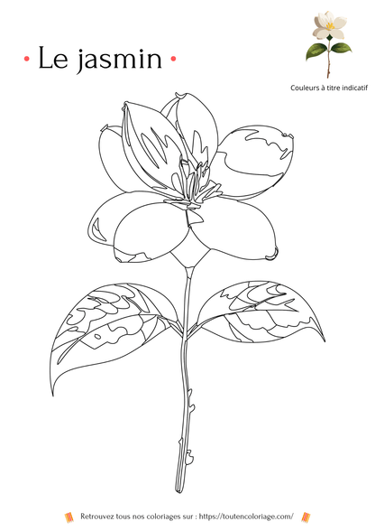 Coloriage de fleurs, le jasmin à colorier pour enfants et adultes de tout âges, sur toutencoloriage.com