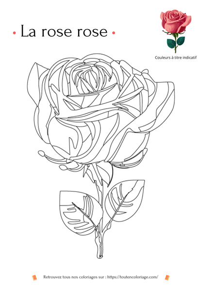 Coloriage d'une Rose rose - PDF Imprimable - ToutenColoriage - coloriage