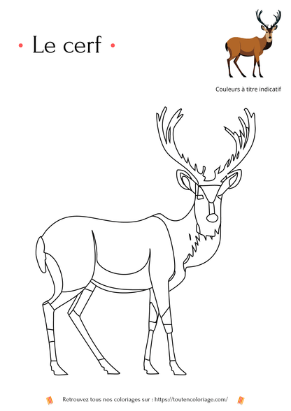 Animaux à colorier, coloriage de cerf à imprimer pour enfants et adultes de tous âge. ToutenColoriage