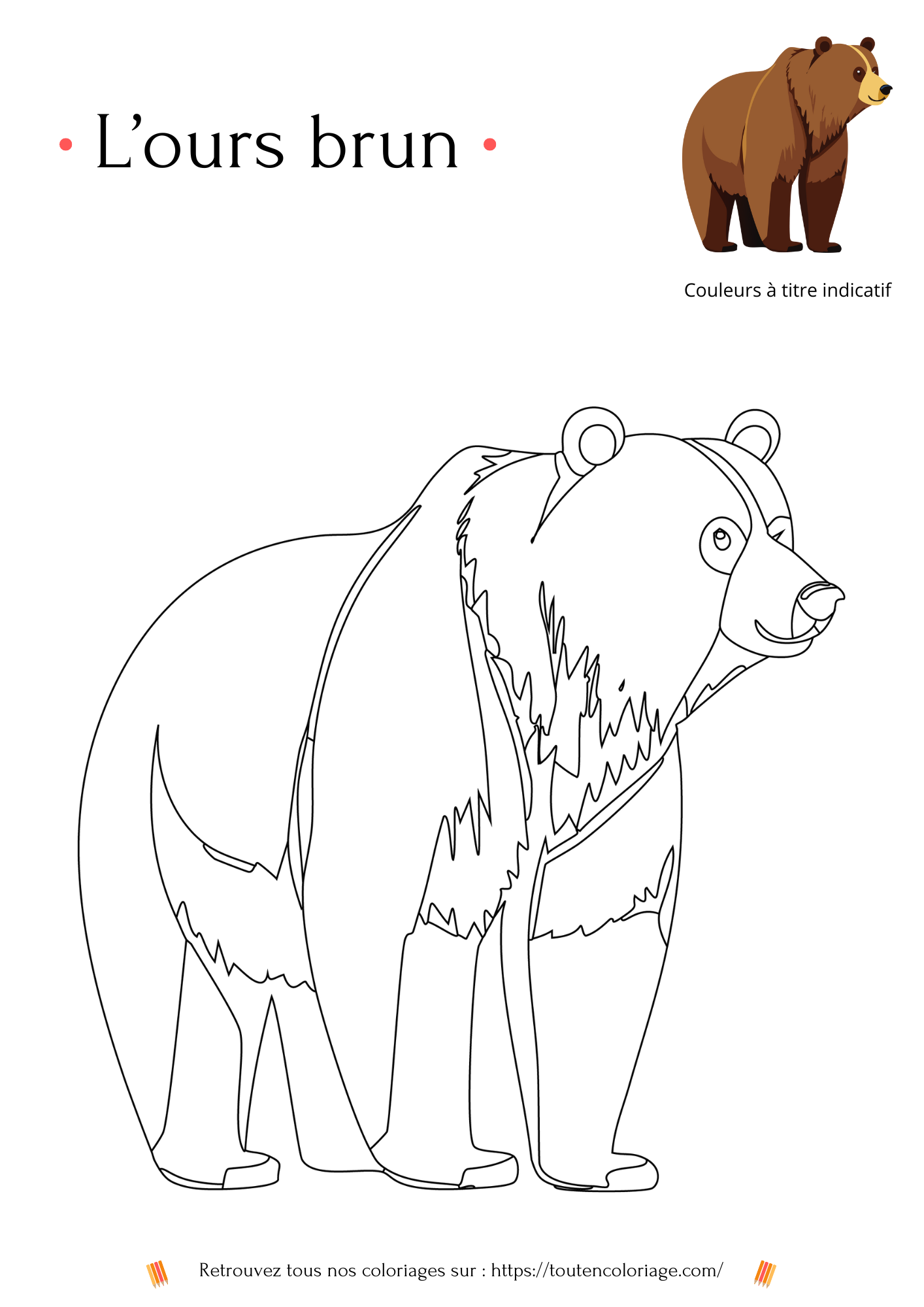 Coloriage des animaux de la forêt, loup, écureuil, hibou, ours à colorier pour enfants et adultes de tout âges, PDF téléchargeable sur toutencoloriage.com