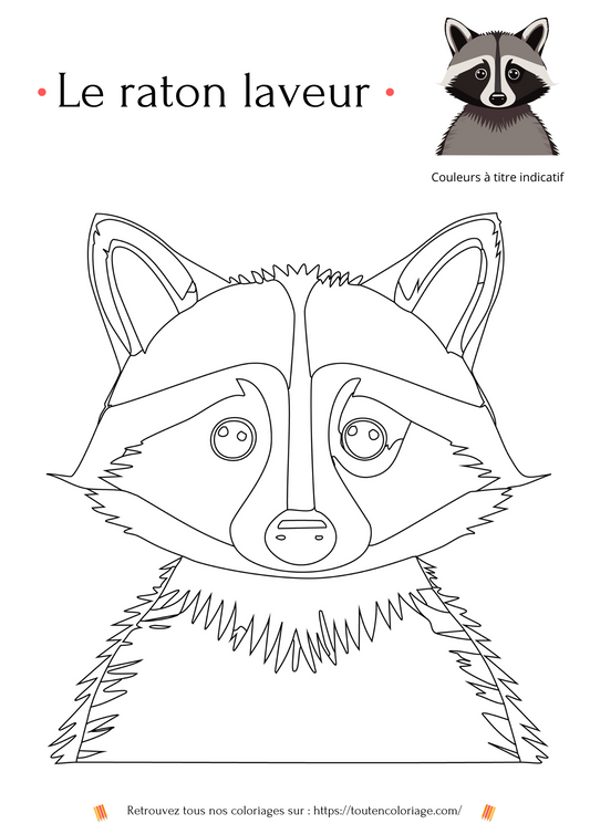 Coloriage d'animaux, Raton laveur à colorier pour enfants et adultes de tout âges, PDF téléchargeable sur toutencoloriage.com