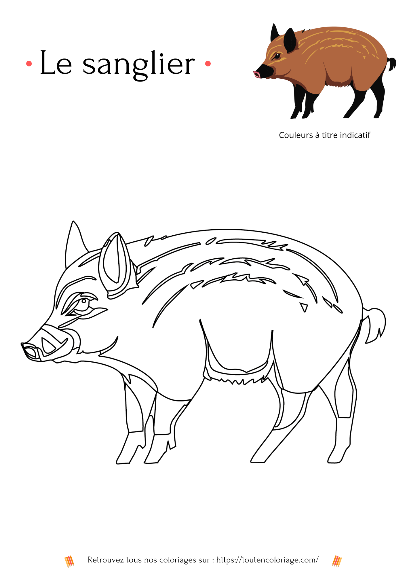 Coloriage des animaux de la forêt, loup, écureuil, hibou et sanglier à colorier pour enfants et adultes de tout âges, PDF téléchargeable sur toutencoloriage.com