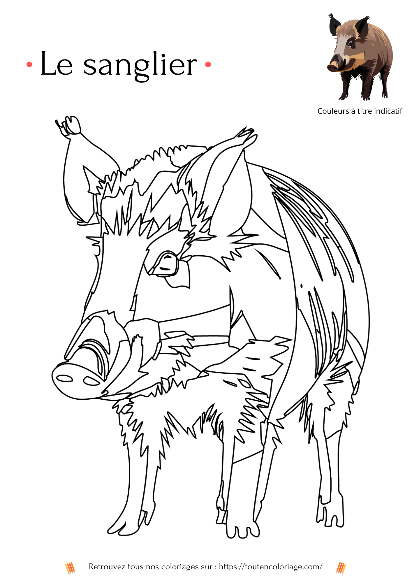 Coloriage d'animaux, sanglier de niveau 2 à colorier pour enfants et adultes de tout âges, PDF téléchargeable sur toutencoloriage.com