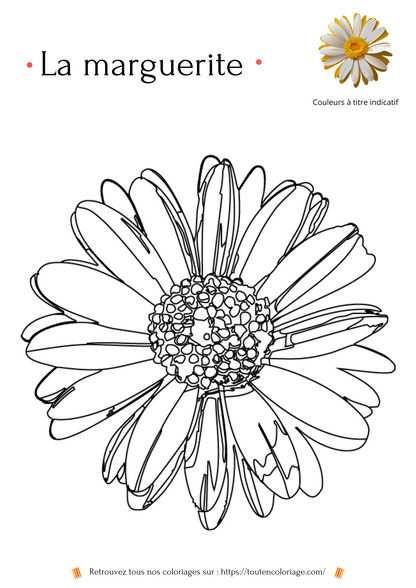 Livre de coloriage sur les fleurs, Lys, Jonquille, Tournesol et autres Roses à colorier pour enfants et adultes de tout âges, PDF téléchargeable sur toutencoloriage.com