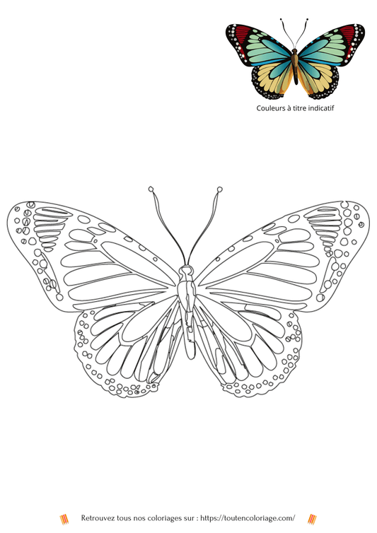 Coloriage de papillon - PDF téléchargeable - ToutenColoriage - coloriage