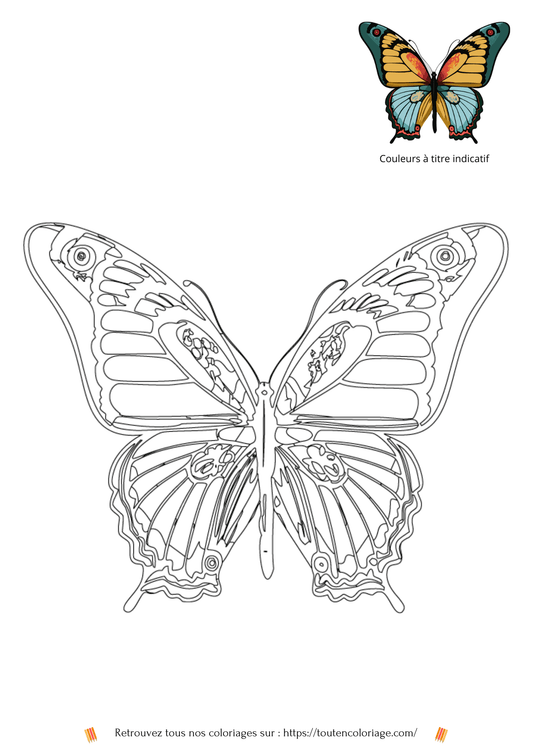 Coloriage de Papillon - PDF Téléchargeable - ToutenColoriage - coloriage