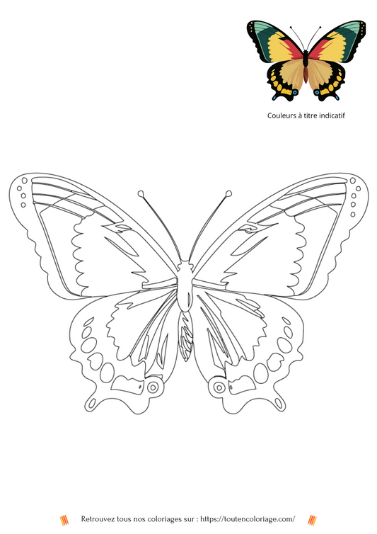 Papillon Jaune Vert - PDF à Imprimer