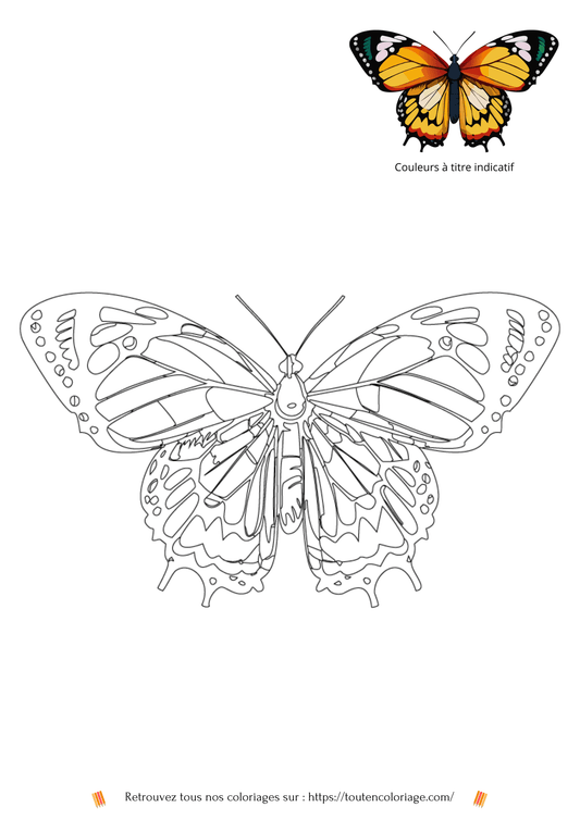 Coloriage d'animaux, Papillon orange à colorier pour enfants et adultes de tout âges, PDF téléchargeable sur toutencoloriage.com