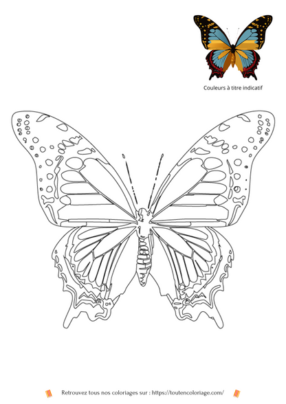 Coloriage d'animaux, Papillon bleu ciel à colorier pour enfants et adultes de tout âges, PDF téléchargeable sur toutencoloriage.com