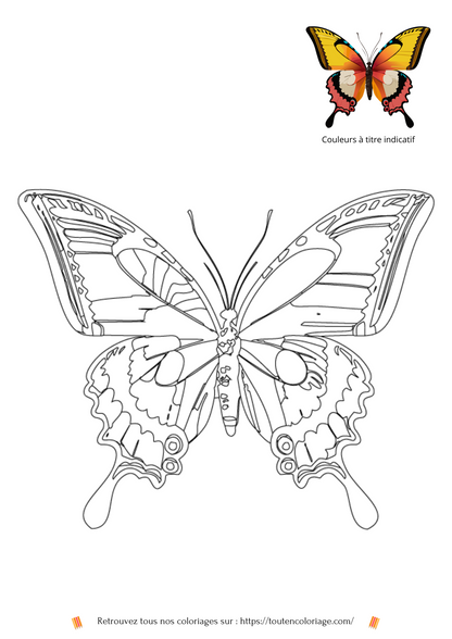 Coloriage d'animaux, Papillon jaune et blanc à colorier pour enfants et adultes de tout âges, PDF téléchargeable sur toutencoloriage.com