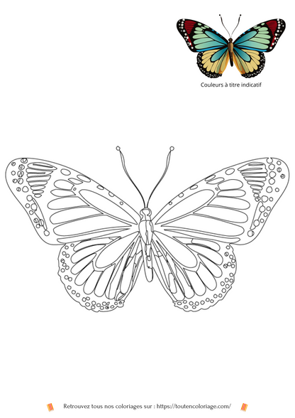 Coloriage d'animaux, Papillon vert et jaune à colorier pour enfants et adultes de tout âges, PDF téléchargeable sur toutencoloriage.com