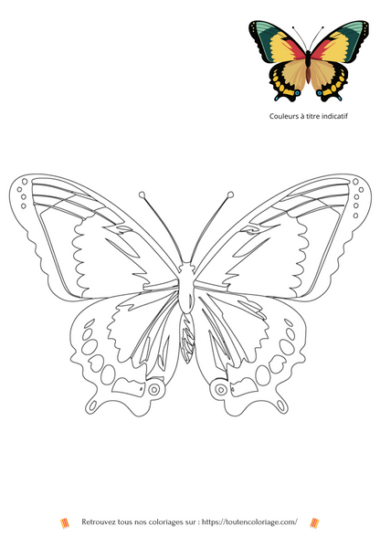 Coloriage d'animaux, Papillon vert à colorier pour enfants et adultes de tout âges, PDF téléchargeable sur toutencoloriage.com