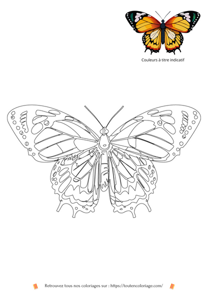 Coloriage d'animaux, Papillon vert et jaune à colorier pour enfants et adultes de tout âges, PDF téléchargeable sur toutencoloriage.com