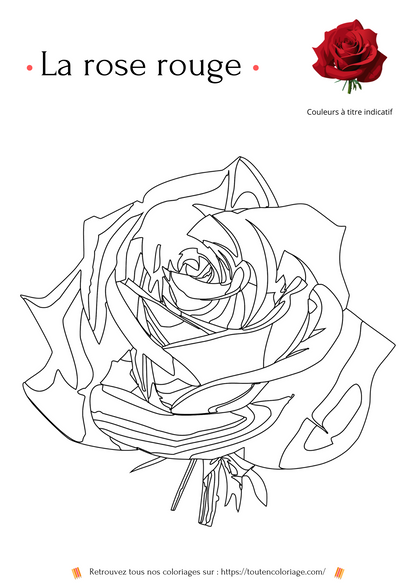 Livre de coloriage sur les fleurs, Lys, Jonquille, Tournesol et autres Roses à colorier pour enfants et adultes de tout âges, PDF téléchargeable sur toutencoloriage.com