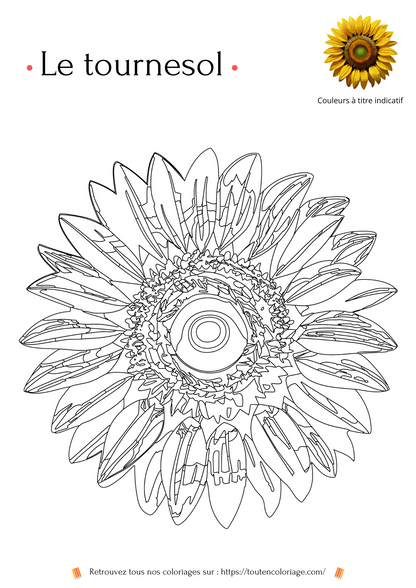 Livre de coloriage sur les fleurs, Lys, Jonquille, Tournesol et autres Roses à colorier pour enfants et adultes de tout âges, PDF téléchargeable sur toutencoloriage.com